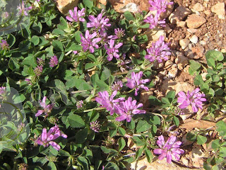 D:\КАРТИНКА\клевер персидский.jpg