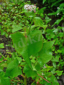 Fagopyrum esculentum 002.JPG