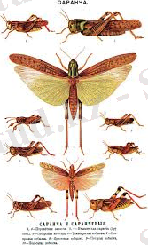 дамуы шегрт.jpg