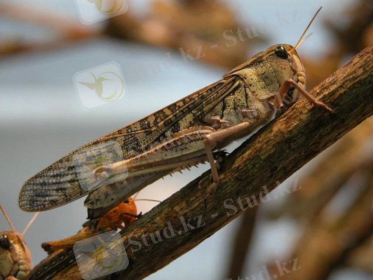 Female migratory locust