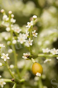 Unidentified Plant 1960 3.jpg