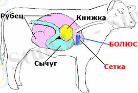 Image result for болюсы для животных