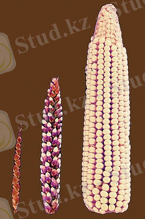 https://upload.wikimedia.org/wikipedia/commons/thumb/a/a7/Cornselection.jpg/300px-Cornselection.jpg