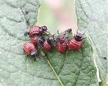 C:\Users\дом\Pictures\220px-Potato_beetle_larvae.jpg