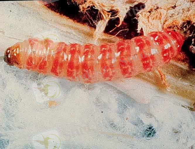 C:\Users\дом\Pictures\гус моли.jpg