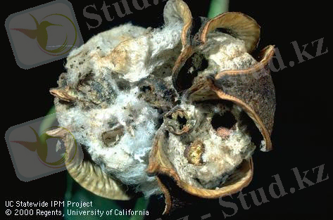 C:\Users\дом\Pictures\зак макта.jpg