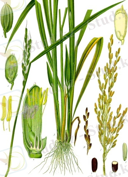 Oryza sativa - Köhler–s Medizinal-Pflanzen-232.jpg