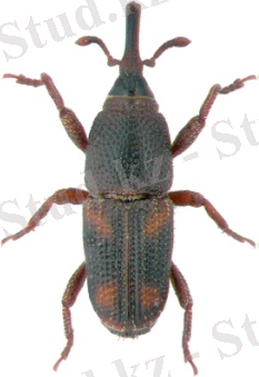 КҮРІШ БІЗ.jpg