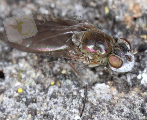 жаға шыбыны.jpg