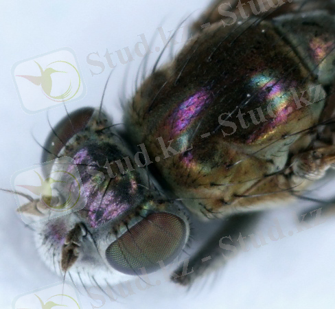 жаға шыбыны2.jpg