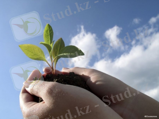 Көшеттер отырғызу