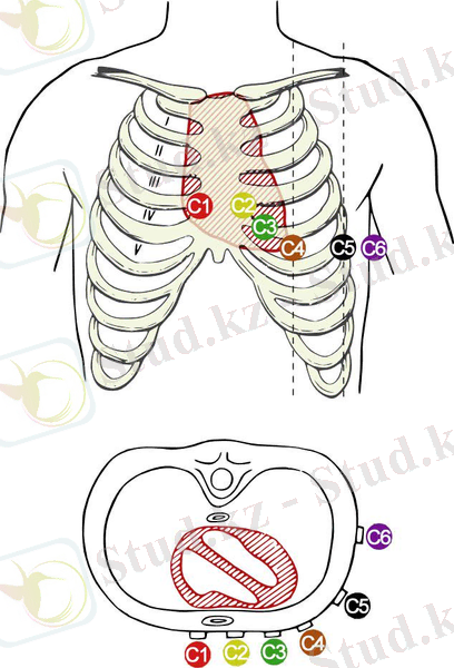 Экг жазу қазақша