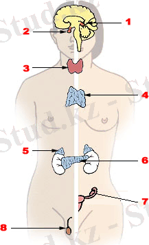 C:\Users\Пользователь\Desktop\Illu_endocrine_system.png