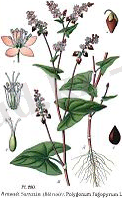280 Polygonum fagopyrum L.jpg