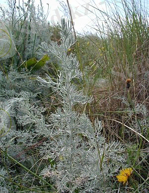 https://upload.wikimedia.org/wikipedia/commons/thumb/7/71/Artemisia-maritima.JPG/300px-Artemisia-maritima.JPG