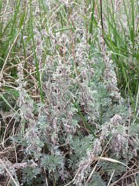 https://upload.wikimedia.org/wikipedia/commons/thumb/f/f4/Artemisia_austriaca_sl2.jpg/200px-Artemisia_austriaca_sl2.jpg