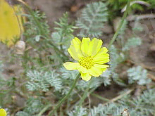 Anthemis marschalliana 1.jpg