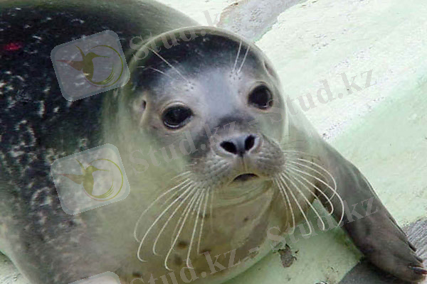 Средиземноморский тюлень-монах