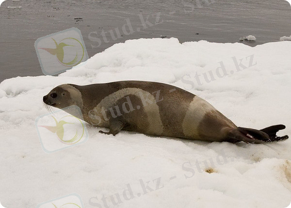 Полосатый тюлень или крылатка (лат. Histriophoca fasciata) 