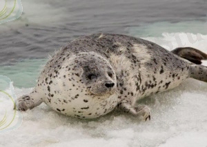 Z-jomilo75-spottedsealyoung1-300x214