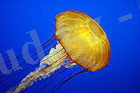 Jelly cc11.jpg