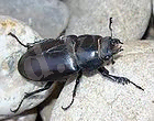Lucanus-cervus-femininum.jpg