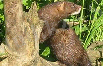 сары кузен.jpg