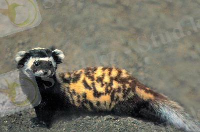 щұбар күзен.jpg