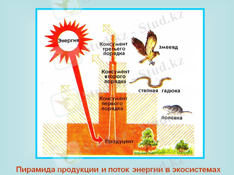 0004-004-Piramida-produktsii-i-potok-energii-v-ekosistemakh.jpg