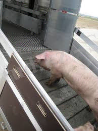 C:\Users\Дильнара\Downloads\images (1).jpg