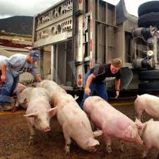 C:\Users\Дильнара\Downloads\скачанные файлы.jpg