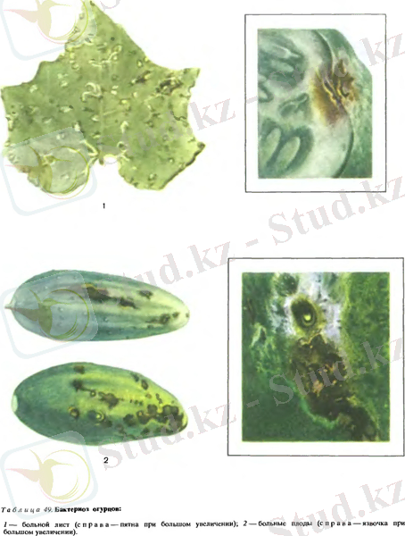 http://dic.academic.ru/pictures/enc_biology/plants/1-tablitsa_49.jpg