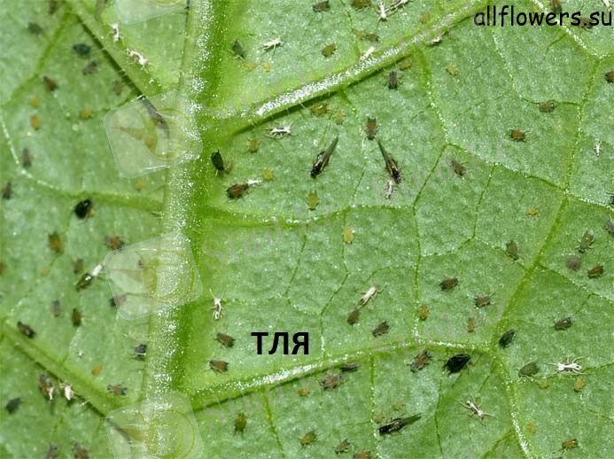 http://allflowers.su/wp-content/uploads/2013/01/Aphis-gossypii-11.jpg