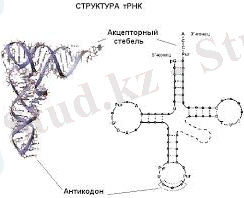 D:\USER\Desktop\картинки\загружено (1).jpg