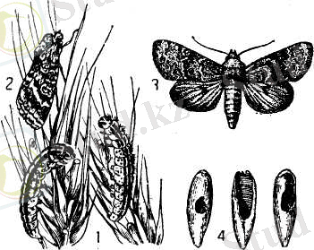 ЗЕРНОВАЯ СОВКА
