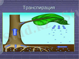 C:\Users\biblioteka11\Desktop\трансс.jpg