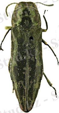 220px-Agrilus_celebicola_lectotype_-_ZooKeys-256-035-g004-48.jpeg