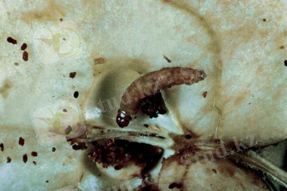 алма жемірі2.jpg