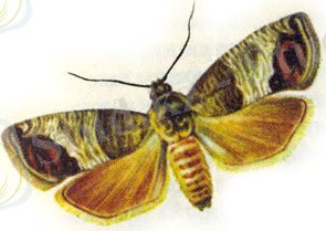 алма жемірі.jpg