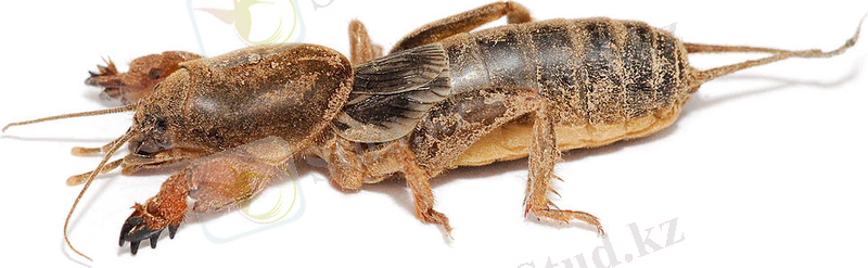 http://upload.wikimedia.org/wikipedia/commons/thumb/d/d0/Mole_cricket.jpg/1024px-Mole_cricket.jpg
