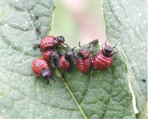 http://upload.wikimedia.org/wikipedia/commons/2/2e/Potato_beetle_larvae.jpg