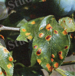 Полистигмоз