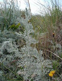 Картинки по запросу жусан өсімдігі туралы мәлімет