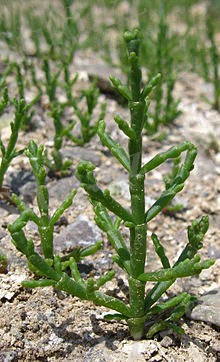 https://upload.wikimedia.org/wikipedia/commons/thumb/a/a4/1Salicornia_europaea.jpg/220px-1Salicornia_europaea.jpg
