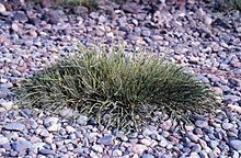 https://upload.wikimedia.org/wikipedia/commons/thumb/e/e8/Glasswort_Salicornia_virginica.jpg/220px-Glasswort_Salicornia_virginica.jpg