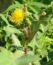 https://upload.wikimedia.org/wikipedia/commons/thumb/5/5e/Sonchus_arvensis_susai_bgiu.jpg/180px-Sonchus_arvensis_susai_bgiu.jpg