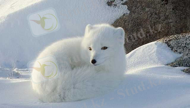 http://www.xa-xa.org/uploads/posts/2009-12/1260216386_1259924547_snow_animal-21.jpg