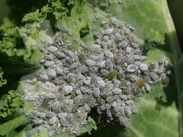 http://aphid.aphidnet.org/images/Brevicoryne_brassicae/life3_big.jpg