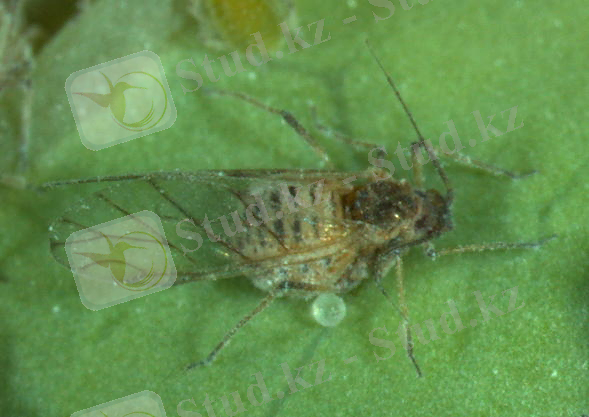 http://aphid.aphidnet.org/images/Brevicoryne_brassicae/life2_big.jpg