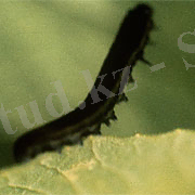 http://www3.syngenta.com/country/ru/SiteCollectionImages/crops/oilseed-rape/pests/athalia-rosae.jpg